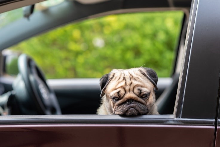 3 Natural Ways To Prevent Dog Car Sickness