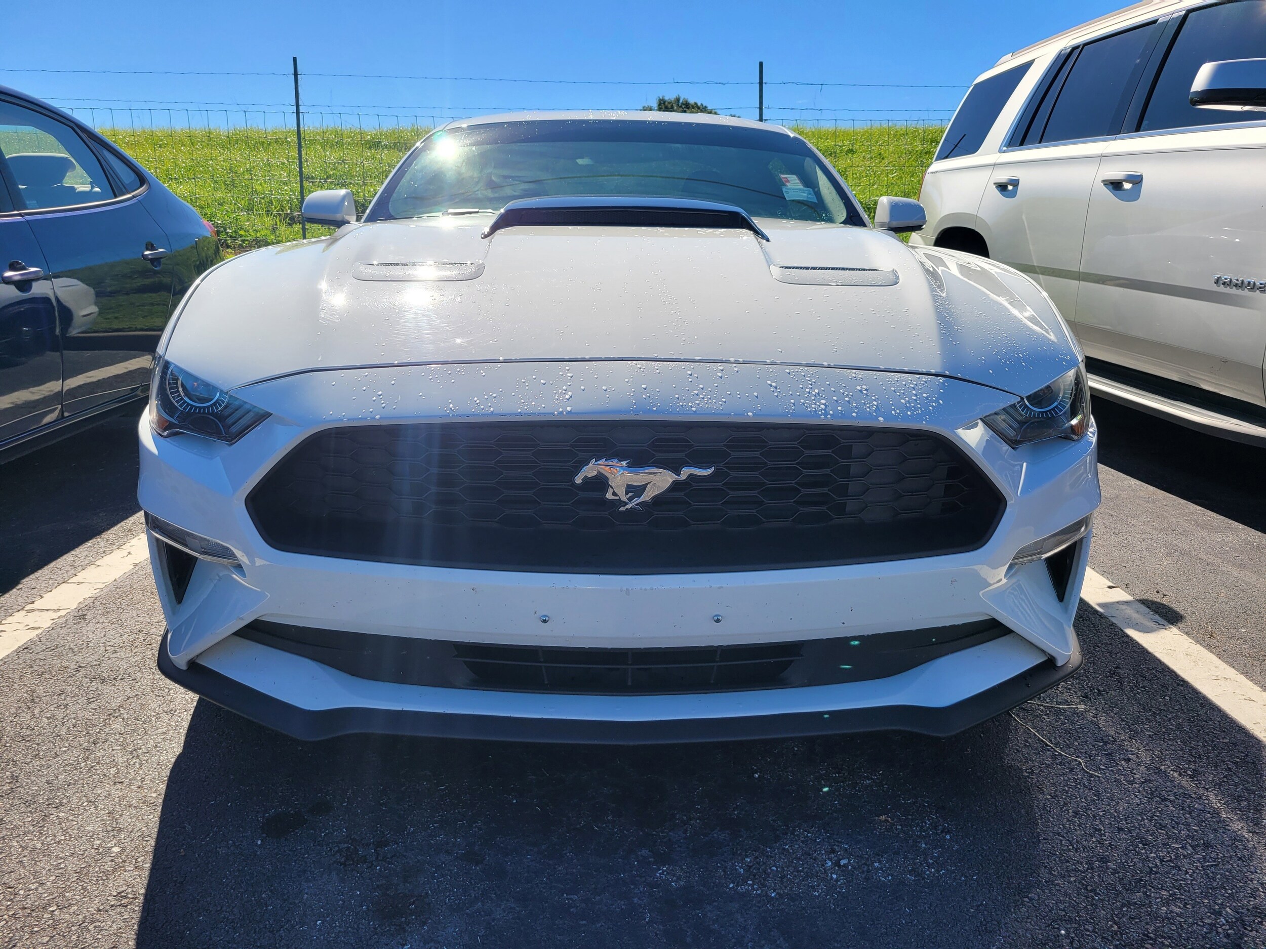 2019 Ford Mustang EcoBoost photo 2