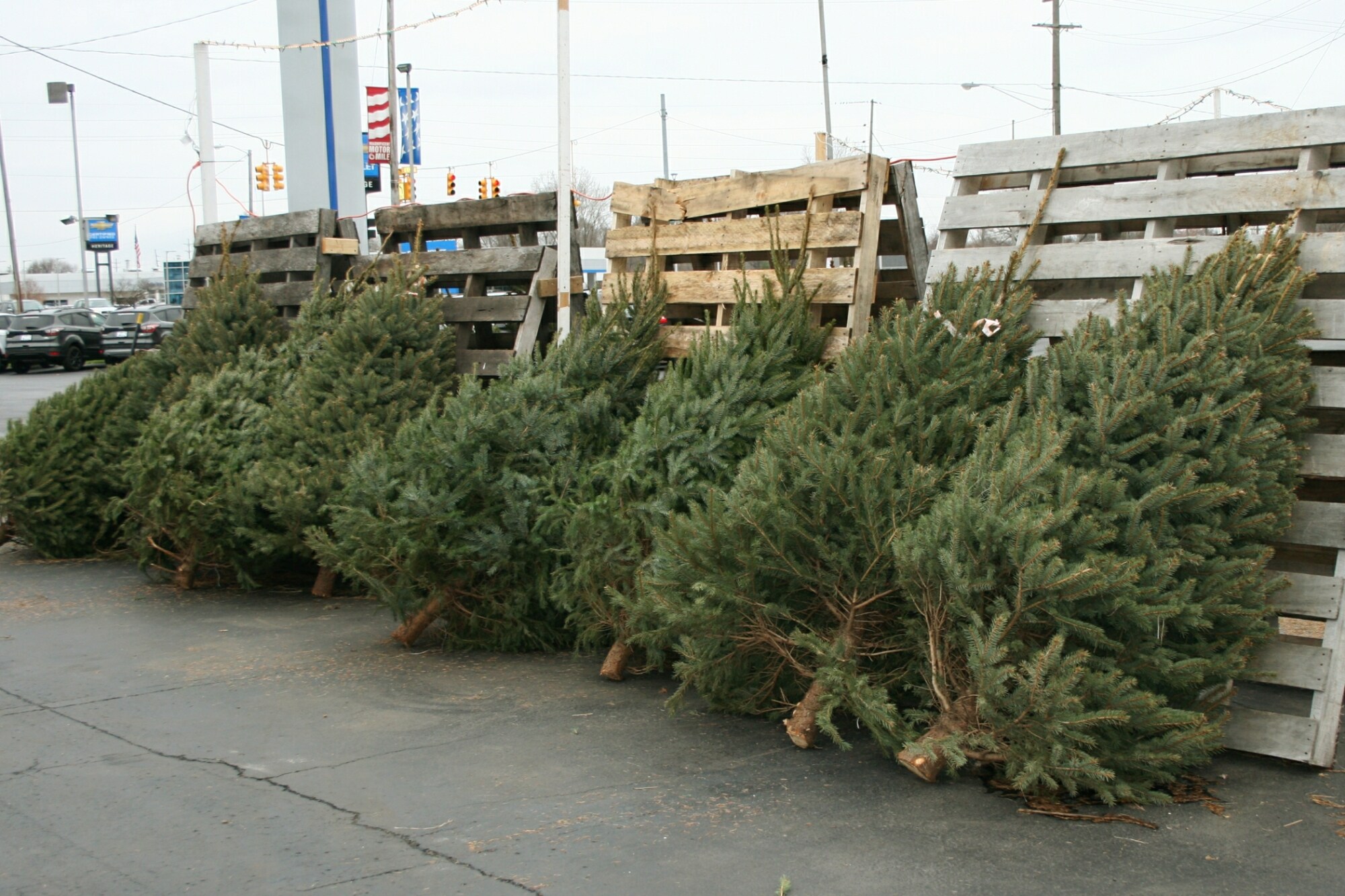 Lakeview-Ford-Optimist-Club-Christmas-Tree-Sale.jpg
