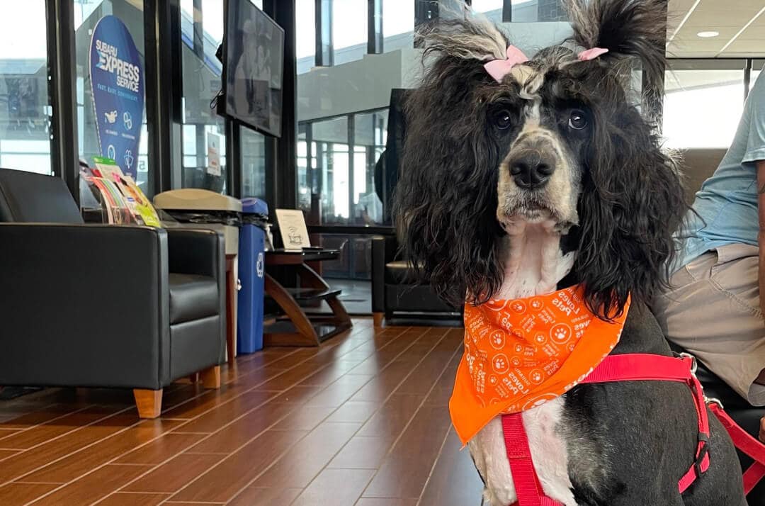 Dog in Store With Pigtails