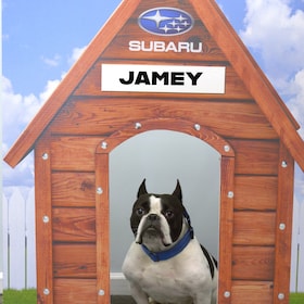 Staff member Jamey the Dog from ID_828569