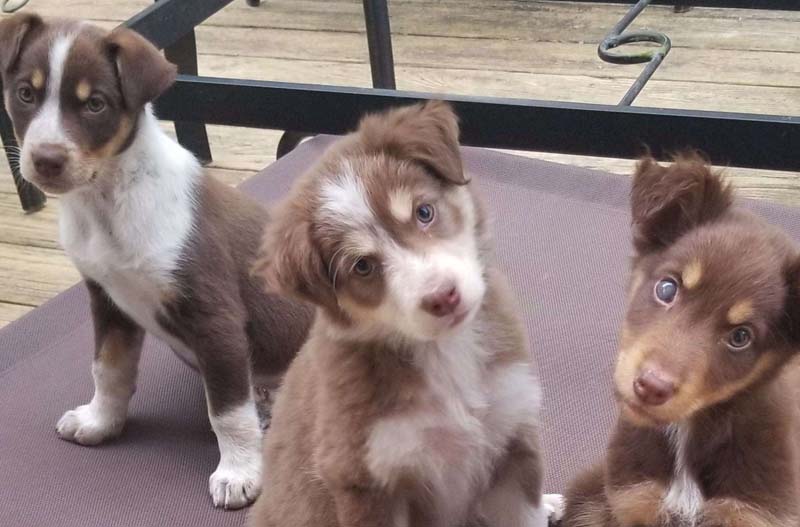 Saving Grace Pet Adoption - Take them home