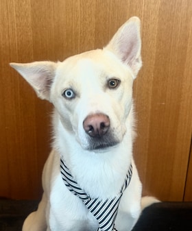 Staff member BO from 665bcde29cde