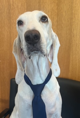 Staff member BRUNO from 665bcde29cde