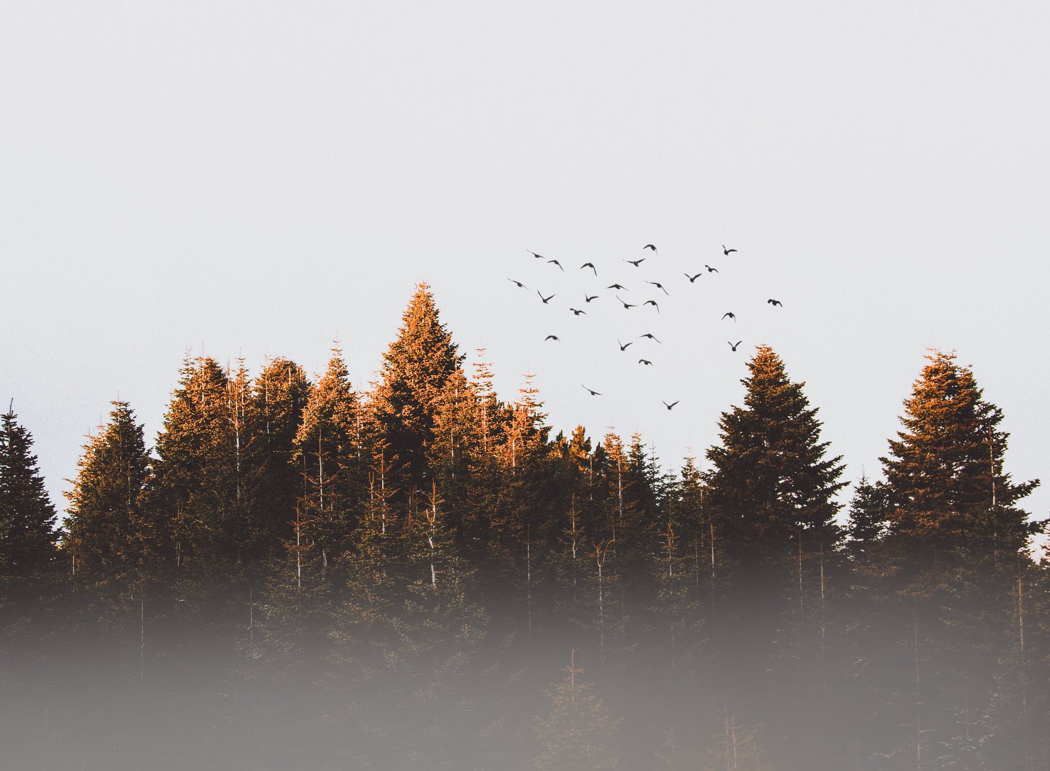 600 × 440