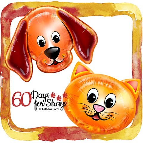 60 days for strays.jpg