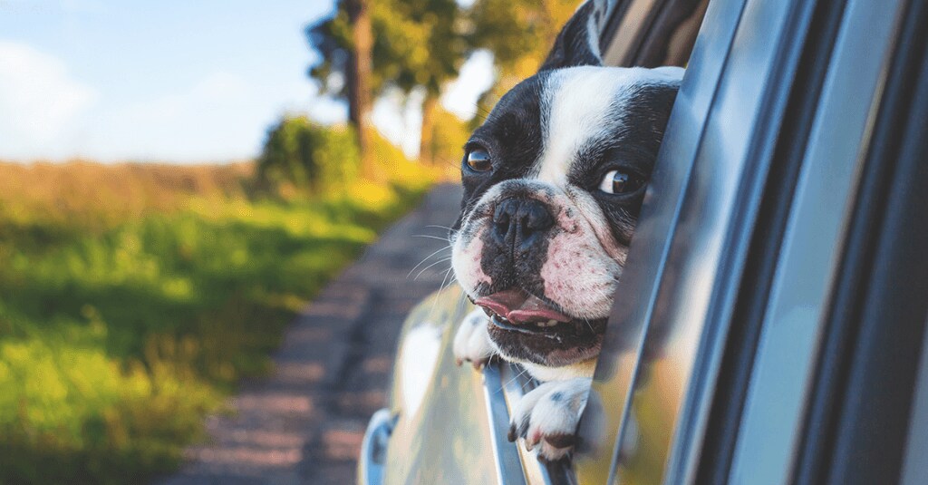 ?boston terrier dog in clean car Lexus interior looking out window