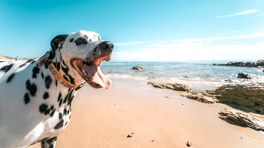 dalmatian dog at beach clean car interior sand