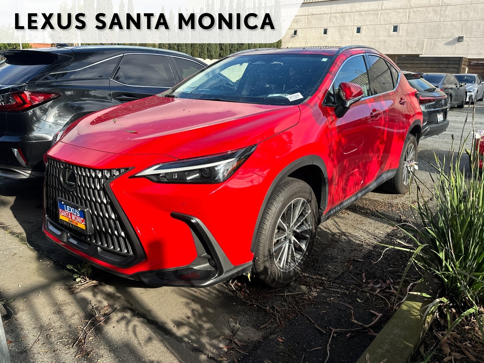 2024 Lexus NX Hybrid 350h's photo