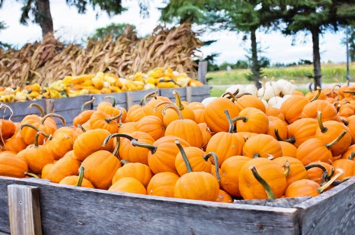 Five Frighteningly Fun Halloween Activities around Mesa, Arizona 