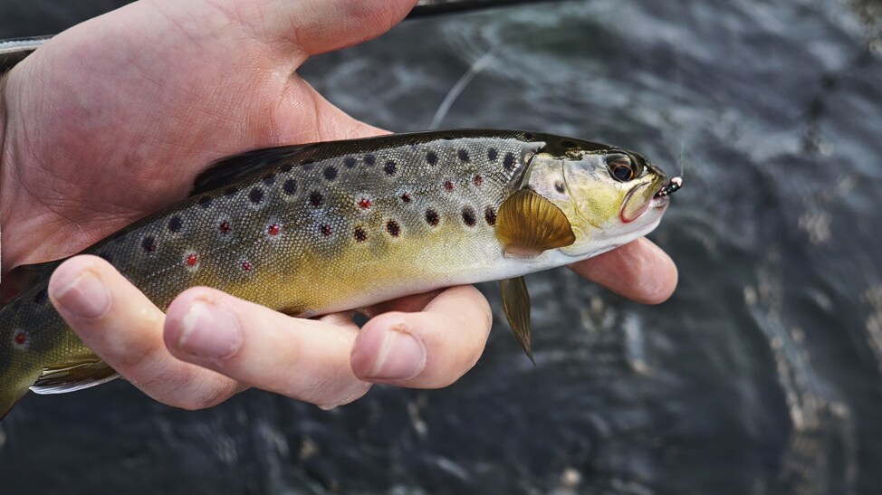 600 × 336