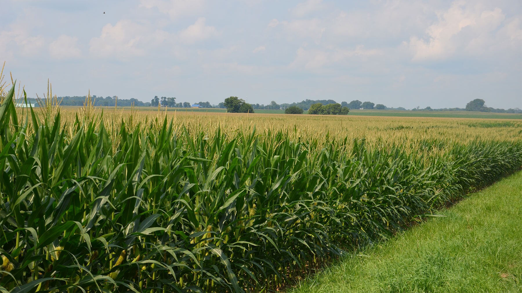 Indiana%20Farm.jpg