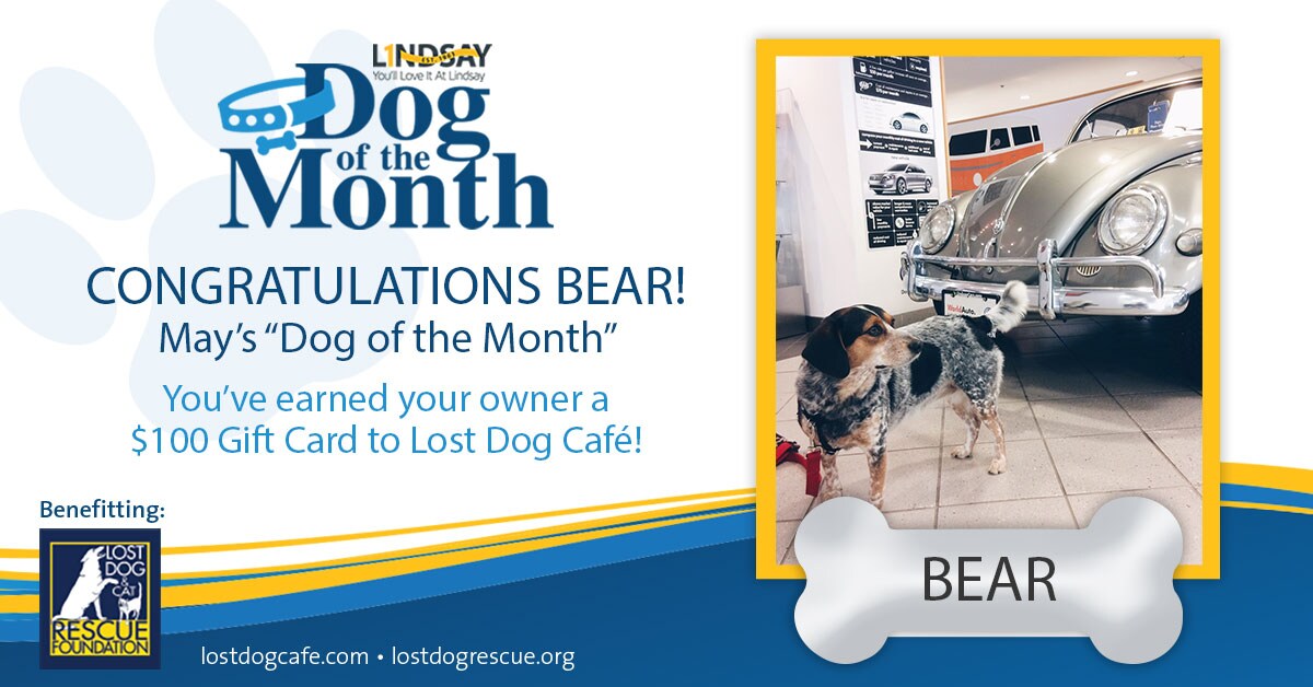 May_LAG_DogoftheMonth_Bear.jpg