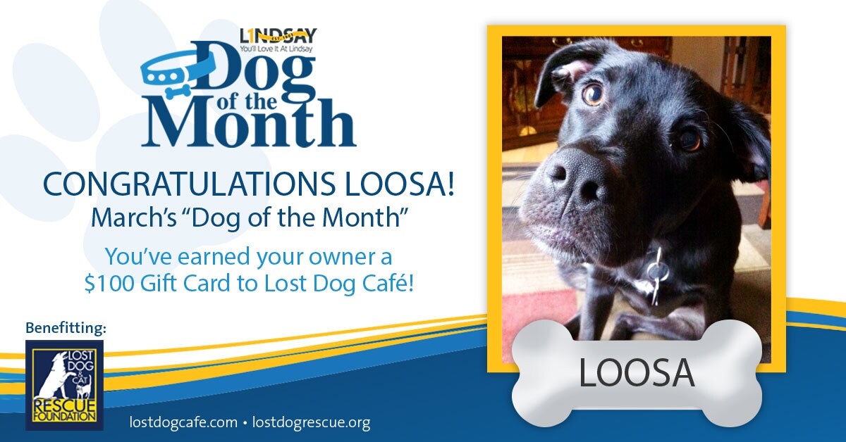 LAG_DogOfTheMonth_March.jpg
