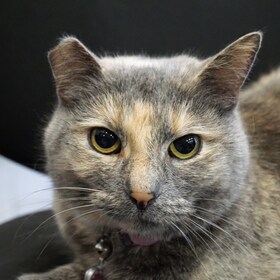 Staff member Kitty Linwood from 32de8241394b