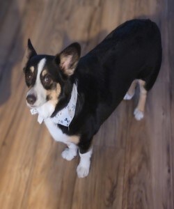 Staff member Comet from ID_bdac3075aa82