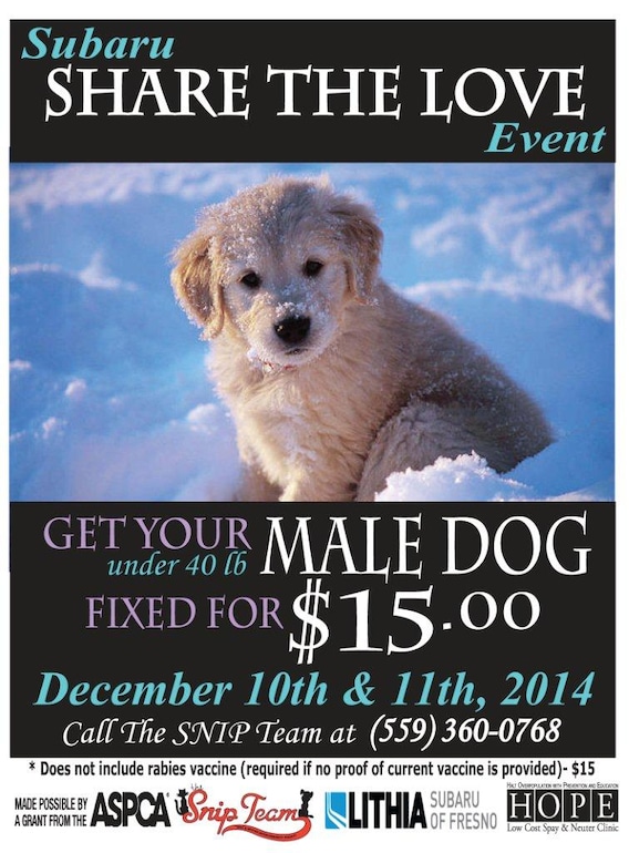 When To Get A Dog Fixed