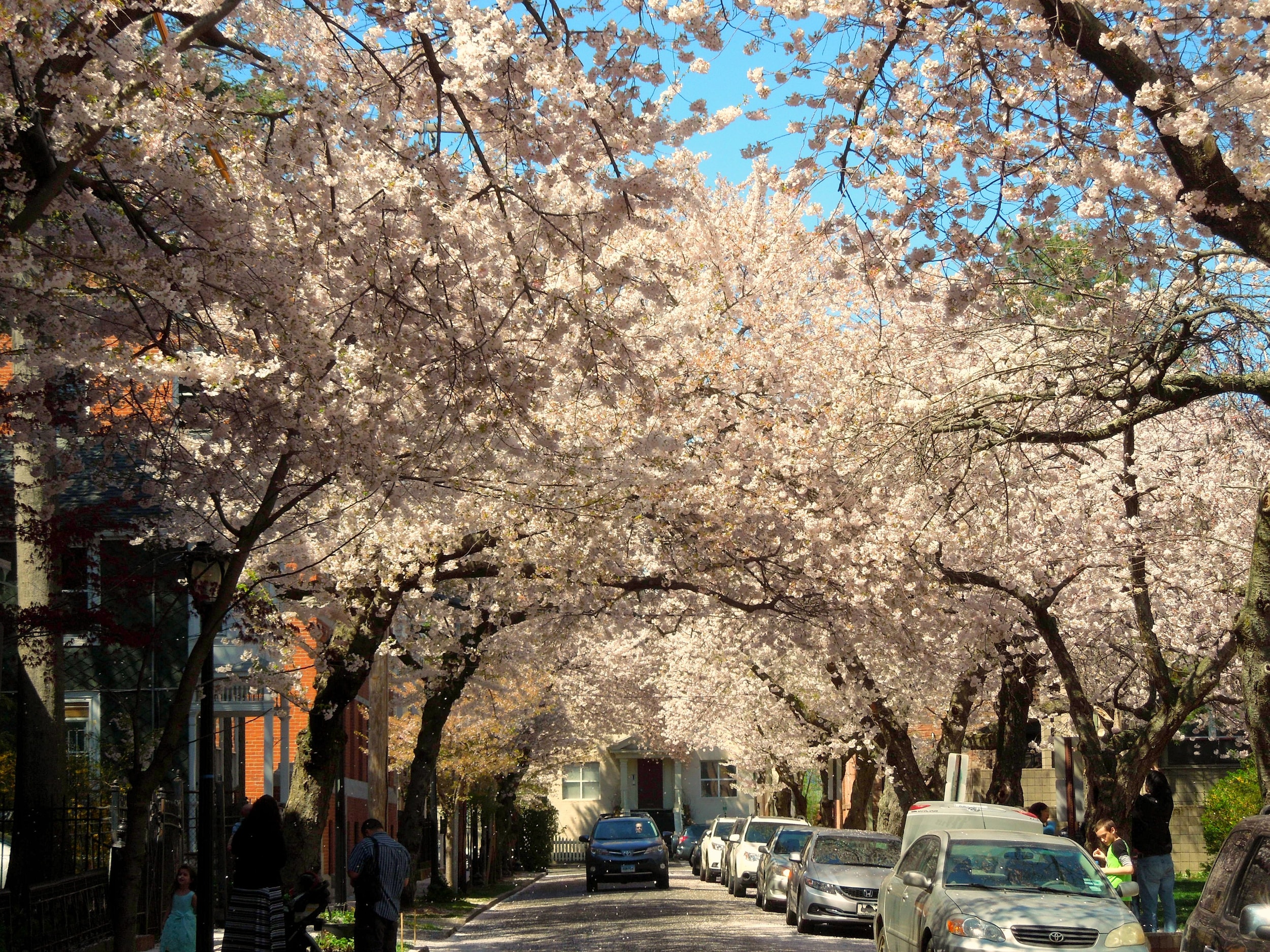 Things to do in your Long Subaru; 46th Annual Cherry Blossom Festival