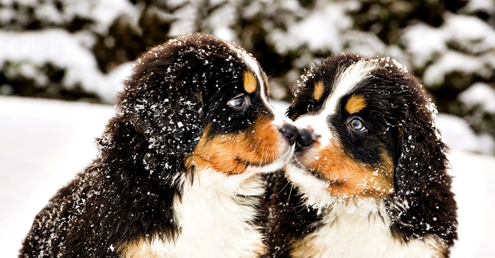 Shelter Challenge 2015