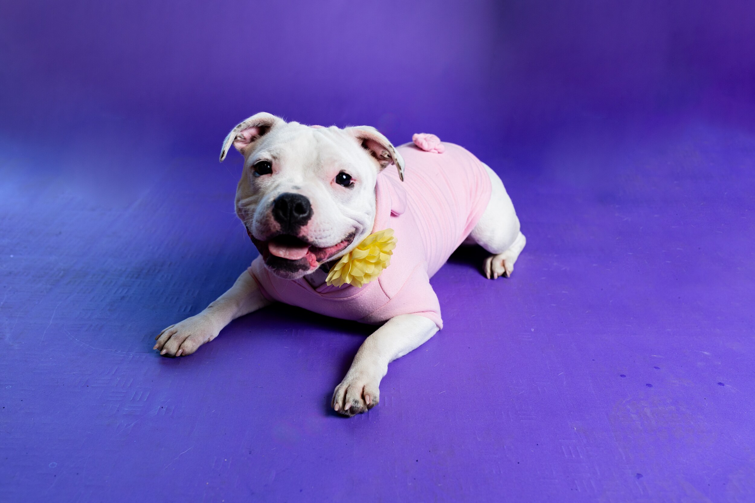 Ruby the cutest pet winner small category with a purple background