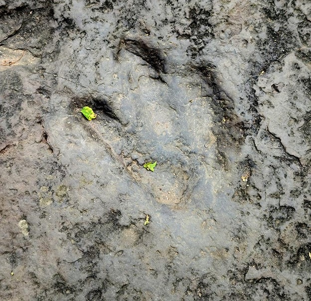 Foot print fossil in stone