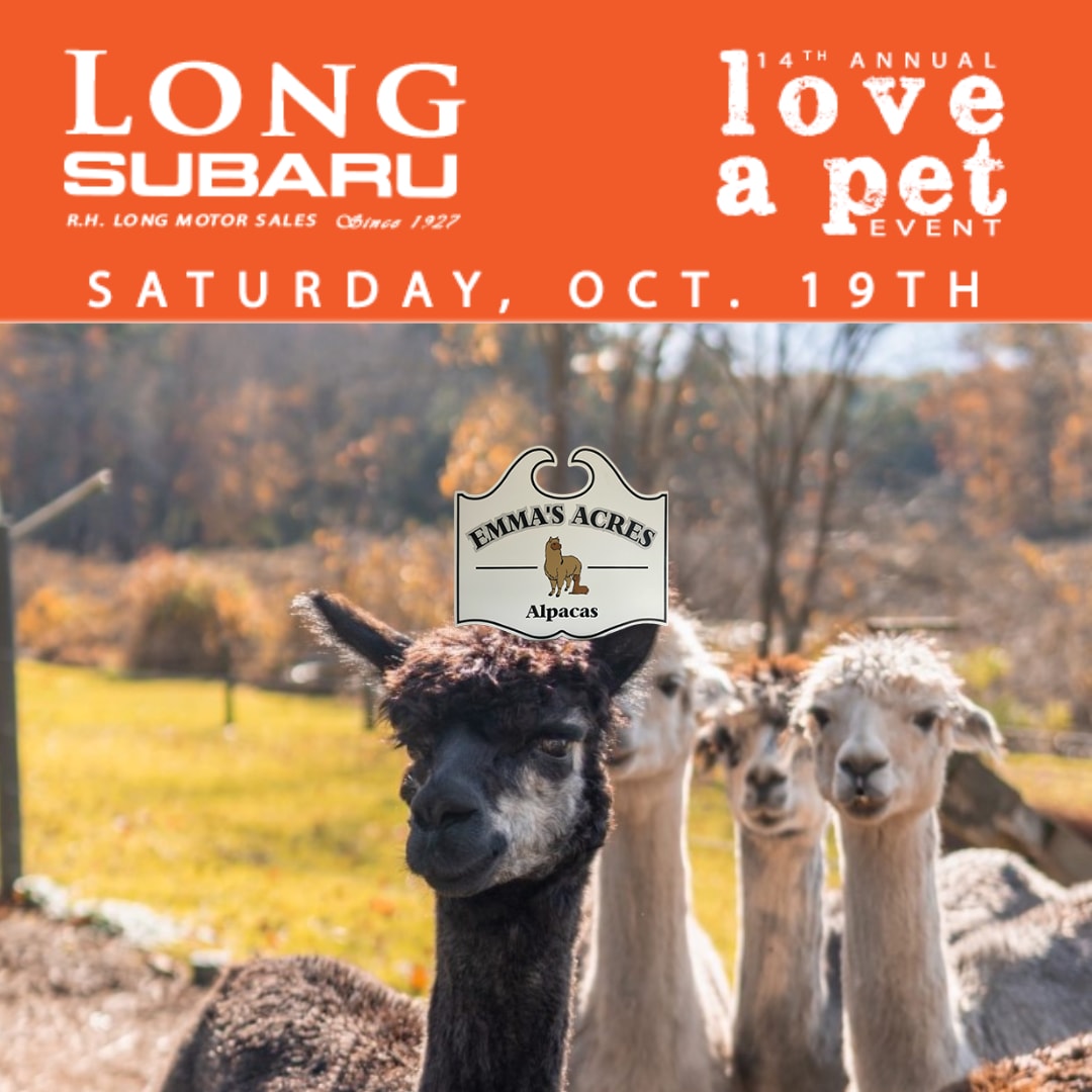Orange Header showing Long Subaru's Pet event with a picture of 4 alpacas. 2 are brown and one is white. 