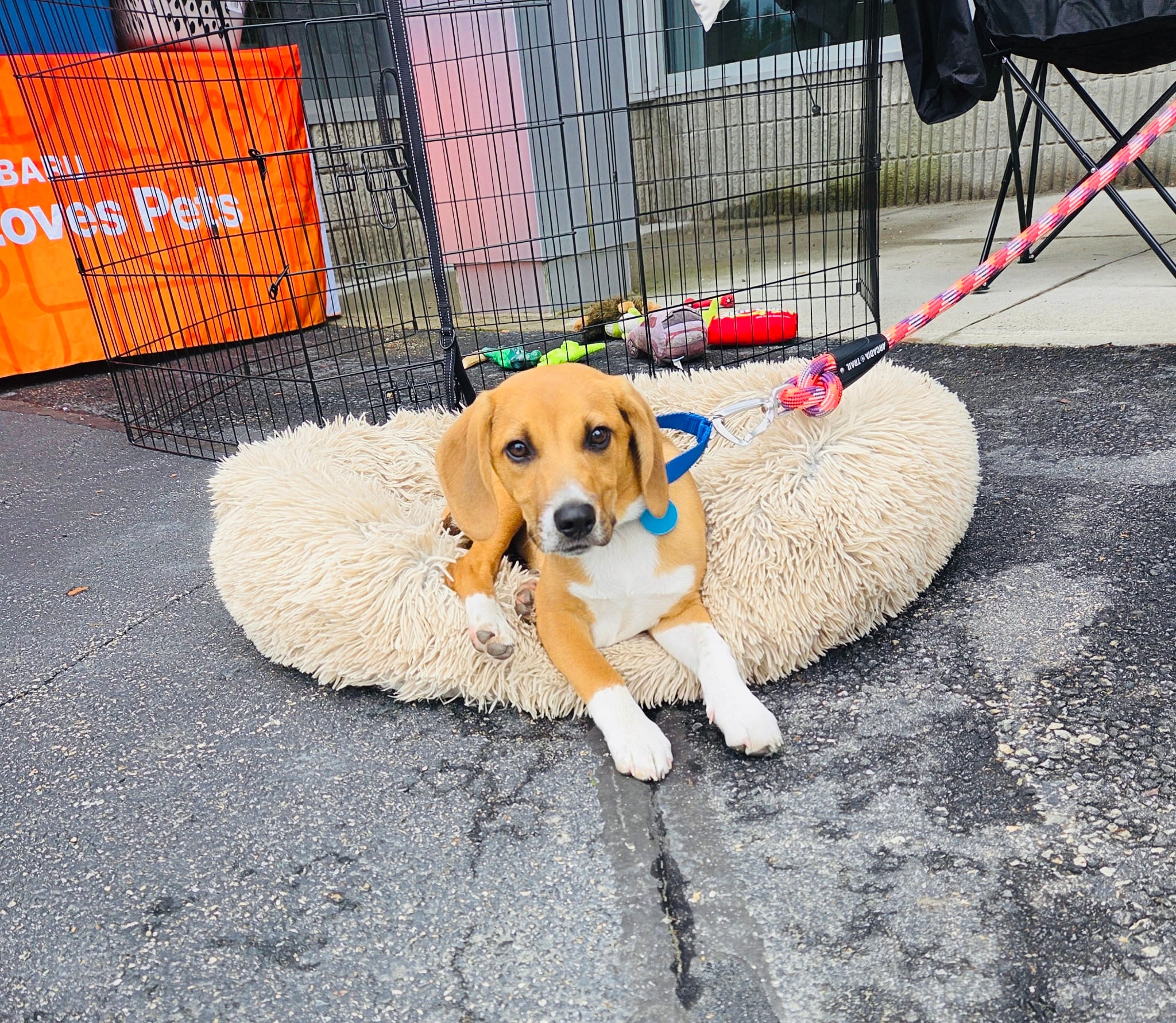a picture of Forest the Beagle/Red heeler mix sitting on his fluffy bed.