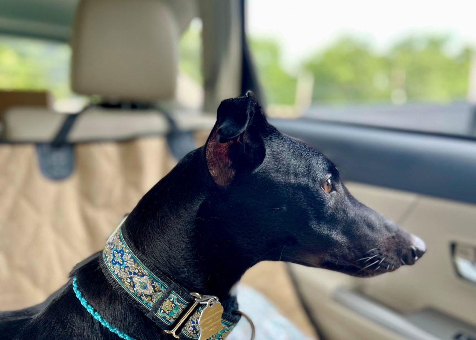 A Black greyhound sitting in the car looking out the window. 