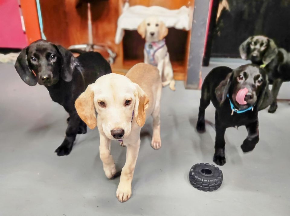 Picture of 2 yellow lab and 3 black lab puppies