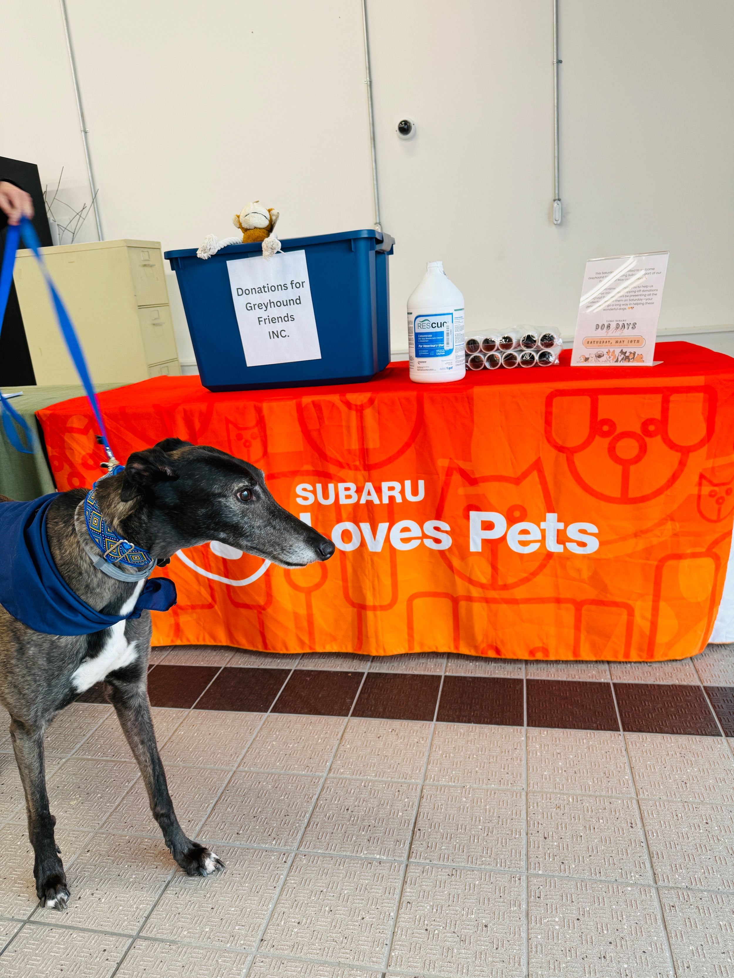 The donation table with a greyhound from greyhound Friends