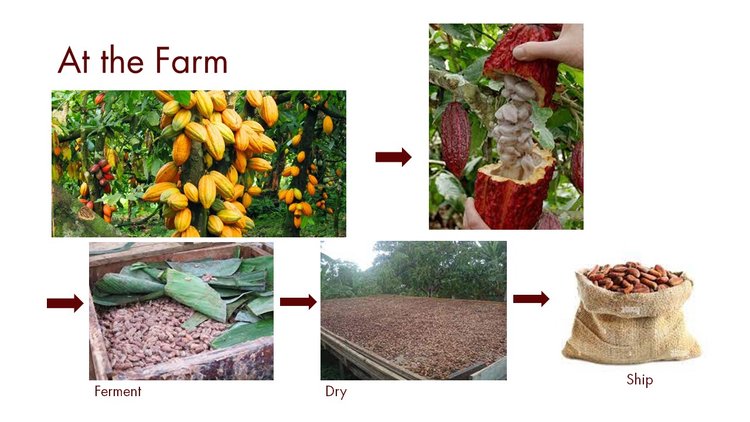 pictures of the pods at the farm being harvested, fermented, dried and shipped.