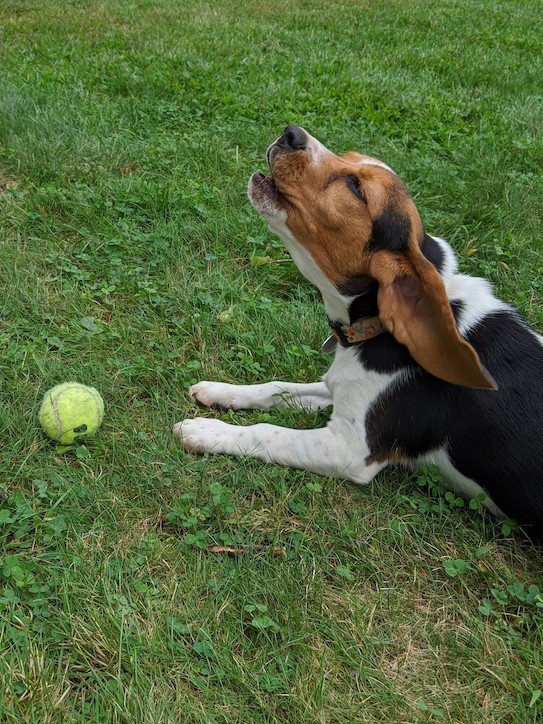 A beagle howling and playing with their green tennis ball 