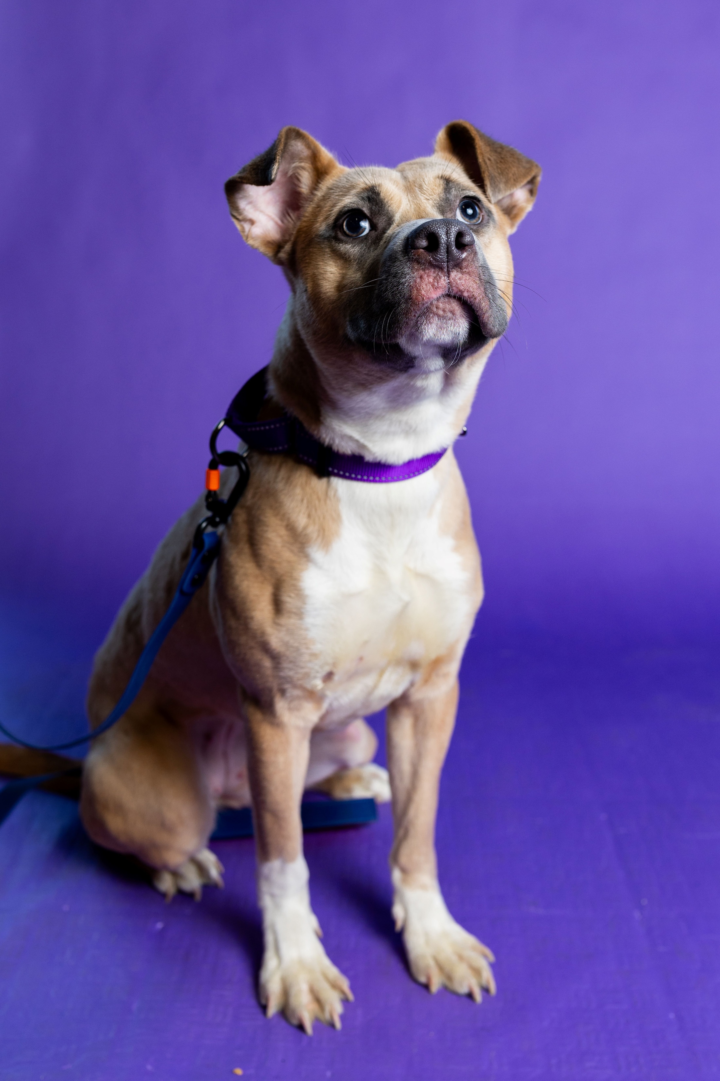 Bonnie the winner of the Cutest Pet contest large with purple background.