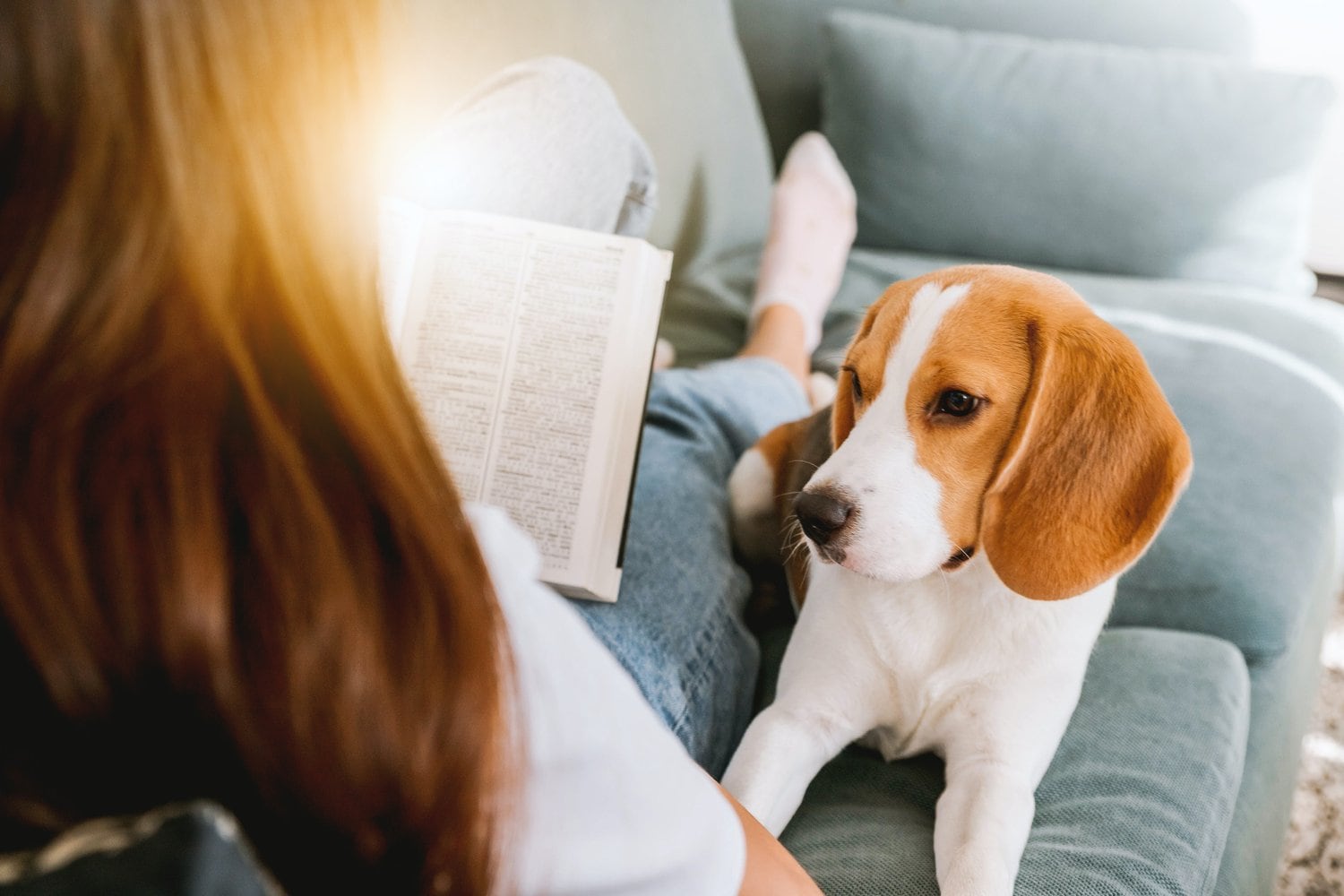 HappyLifeBeagleRescue_foster2.jpg