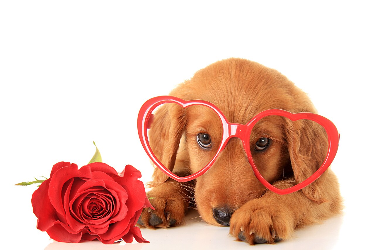 Valentine's_Day_Dogs_471078.jpg