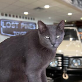 Staff member Tom Cat from ID_13fc7c84cef4