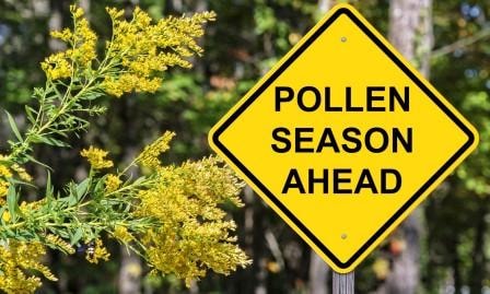 pollen-season1.JPG