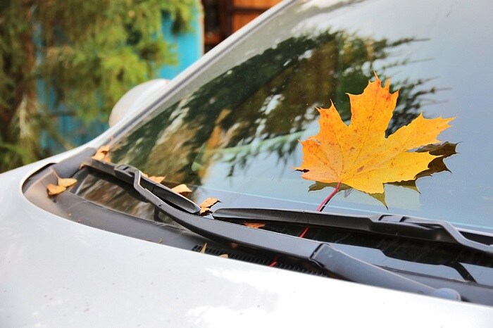 Leaf_On_Car_Windshield.jpg