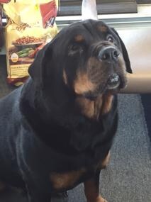 Staff member Diesel from 7c2a7bdbbe62