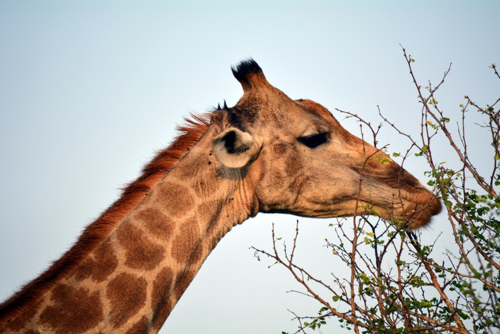 Safari%20Trip%20-%20Giraffe%20eating%20leaves%20.png
