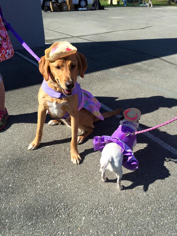 pawlooza dapper dog.jpg