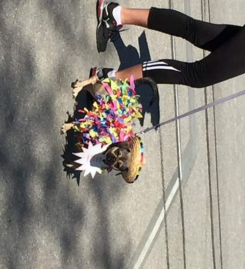 Pinata Dog Pawlooza.jpg