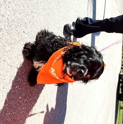 Charlie Pawlooza.jpg