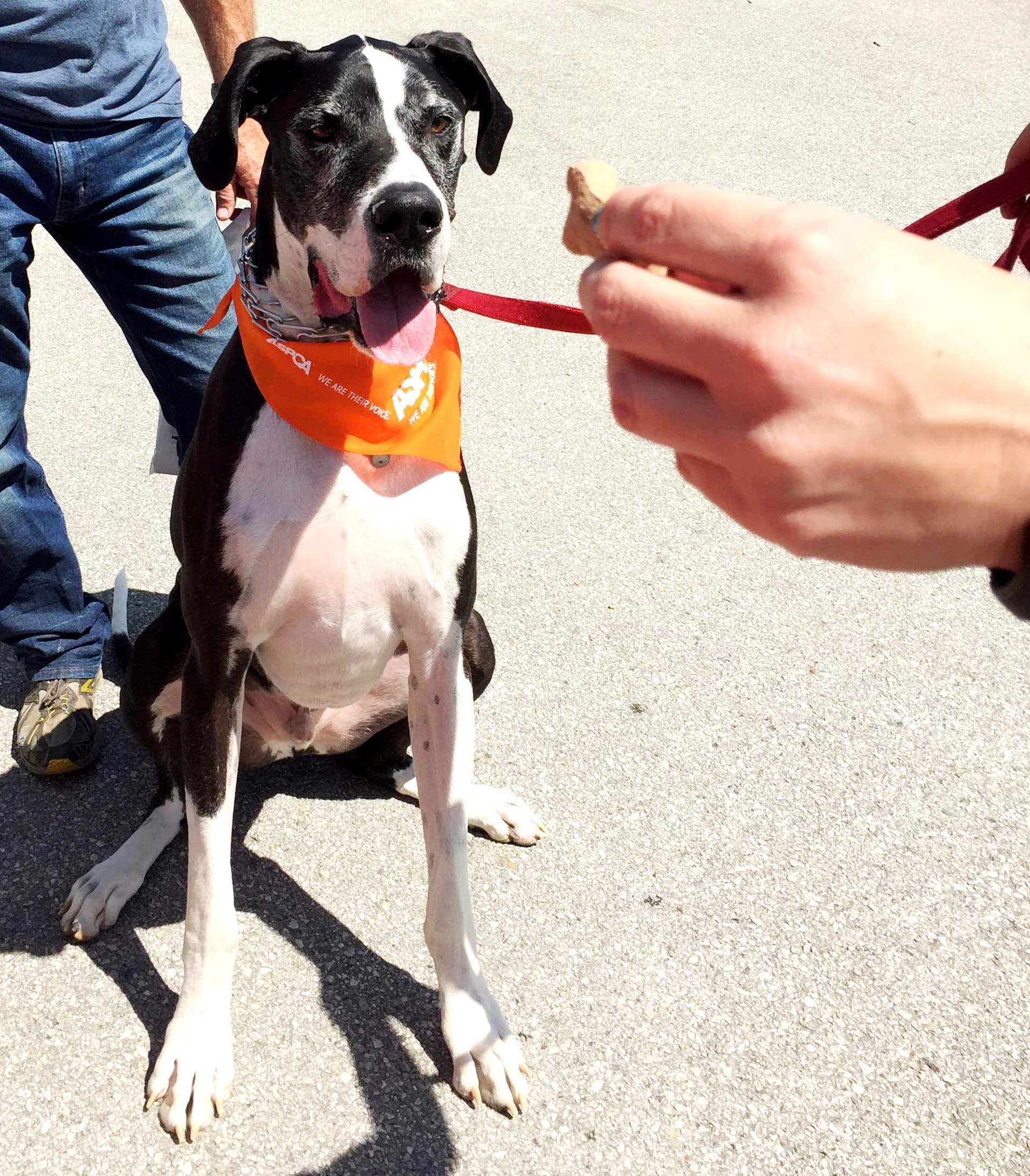 Dog with treat pawlooza.jpg
