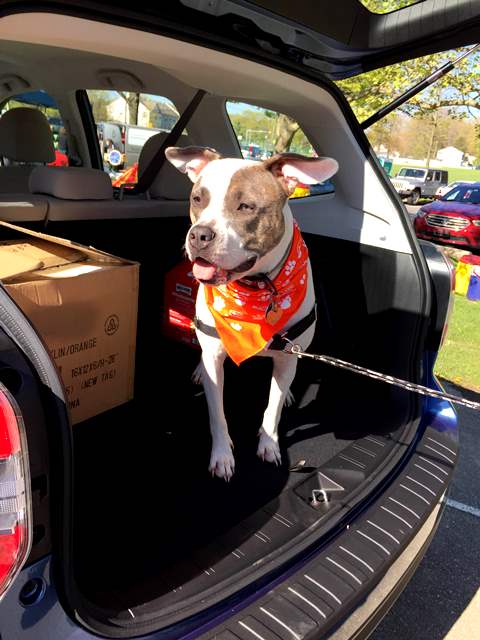 Lyra Newbark Pawlooza.jpg