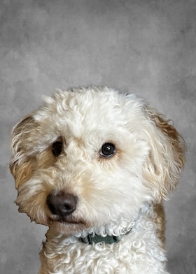 Staff member Kermit The Dog from b7336352cbd1