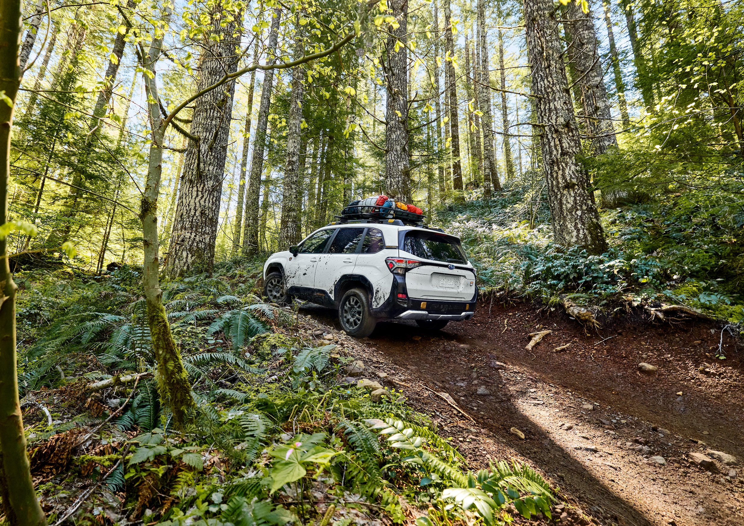 Subaru Forester Wilderness driving up dirt trail
