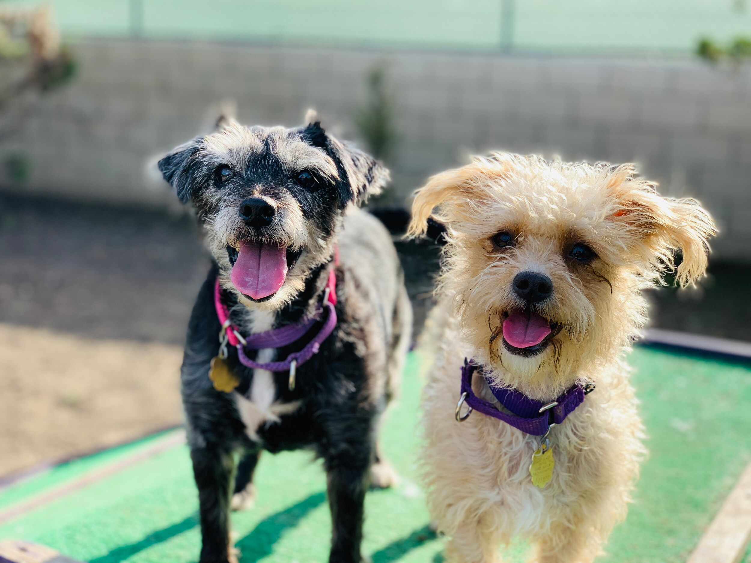 Subaru Loves Pets <br>Seal Beach Animal Care Center</br>