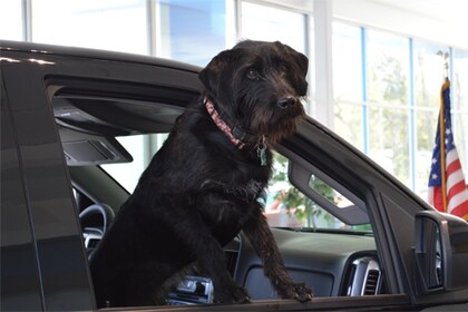 Staff member " RUDDER " from ID_f15f8eaa9588