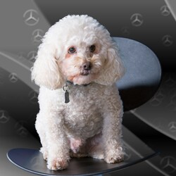 Mercedes-Benz of Boston | New Mercedes-Benz dealership in ...